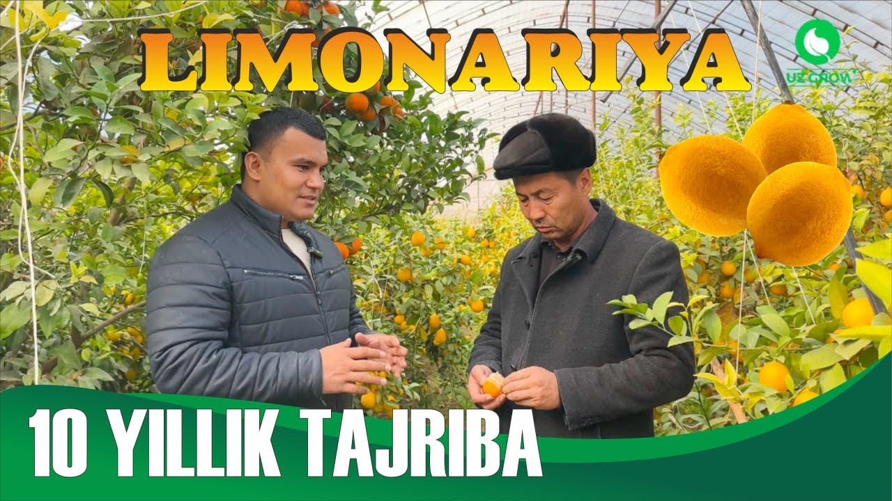 Лимонарияда 10 йиллик тажрибаси бор инсон билан ажойиб суҳбат #agro