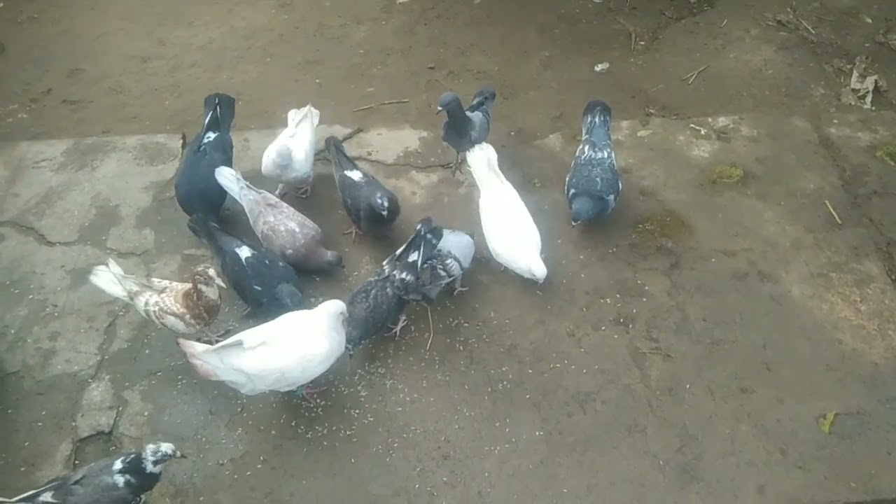 🕊️🕊️🕊️পাইরা