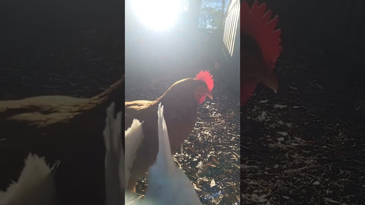 #Mama's Place is Live #chicken #lifeisbutadream #shorts #love #birds