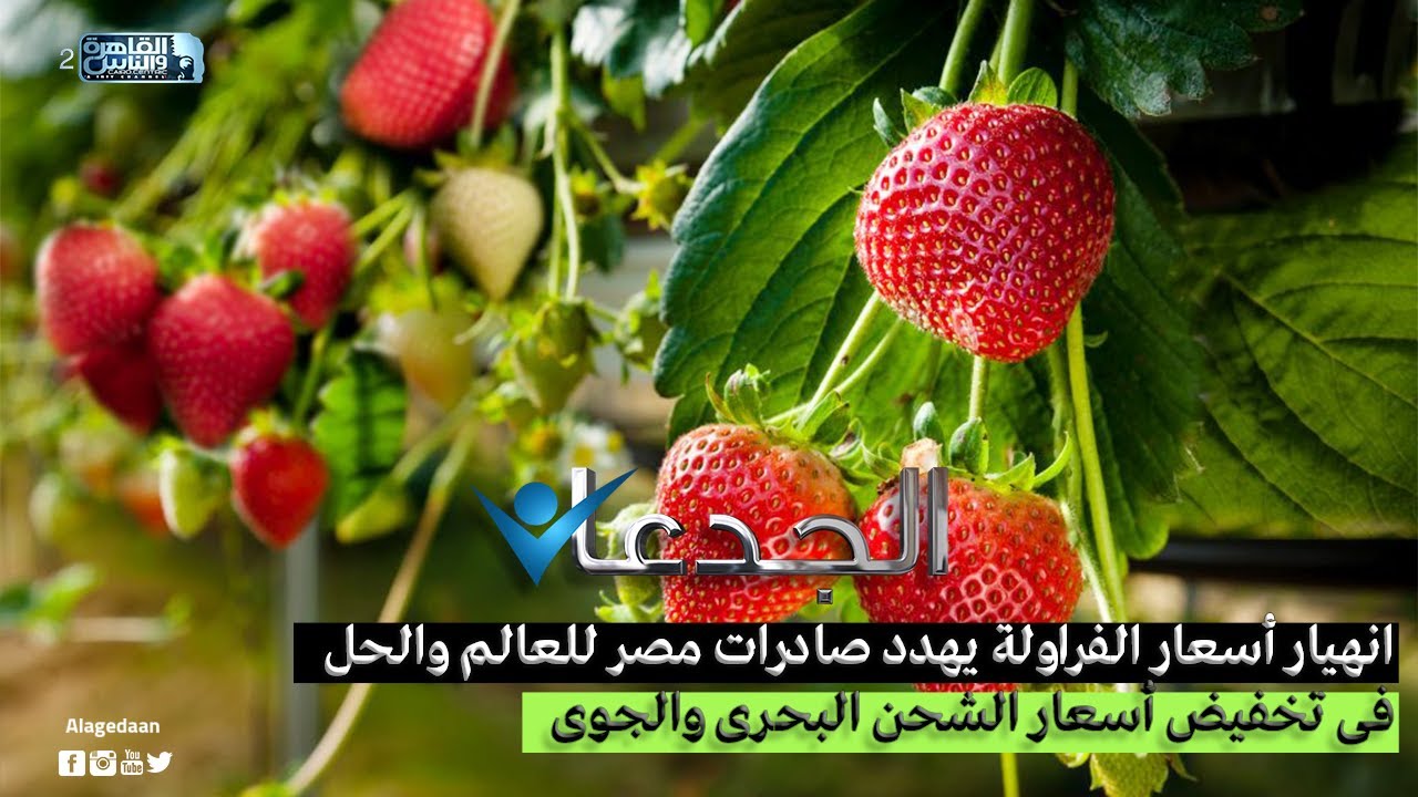 انهيار أسعار الفراولة يهدد صادرات مصر للعالم والحل فى تخفيض أسعار الشحن البحرى والجوى