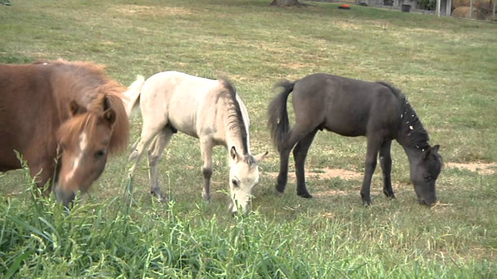L'&eacute;levage de chevaux miniatures: les minis d'Horus