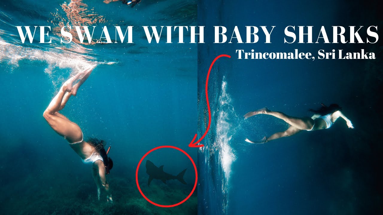 Exploring Sigiriya and Trincomalee, Sri Lanka | WE SWAM WITH SHARKS 🦈
