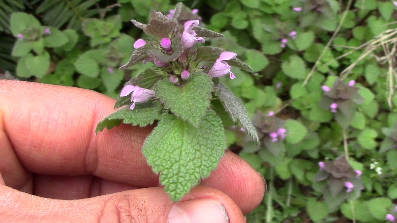 Purple Dead Nettle (Lamium purpureum) Edible Wild Plants.