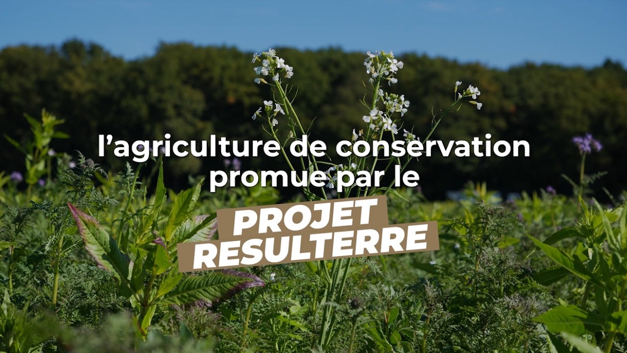 Protection des cultures: l’agriculture de conservation promue par le projet Resulterre