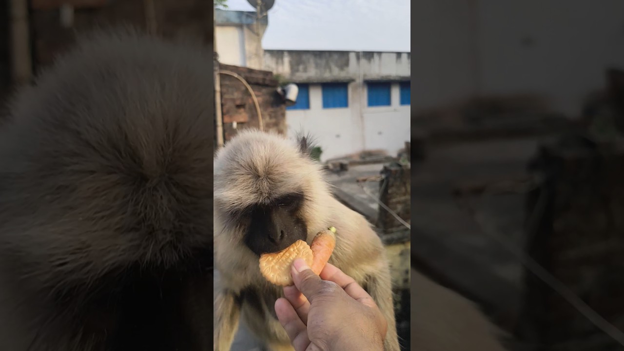 ❤️🐒 খুব সুন্দর ভাবে হাত থেকে বিস্কুট নিয়ে খাচ্ছে সব্জি খেতে খুব ভালোবাসে #jayhunuman #vairalsorts