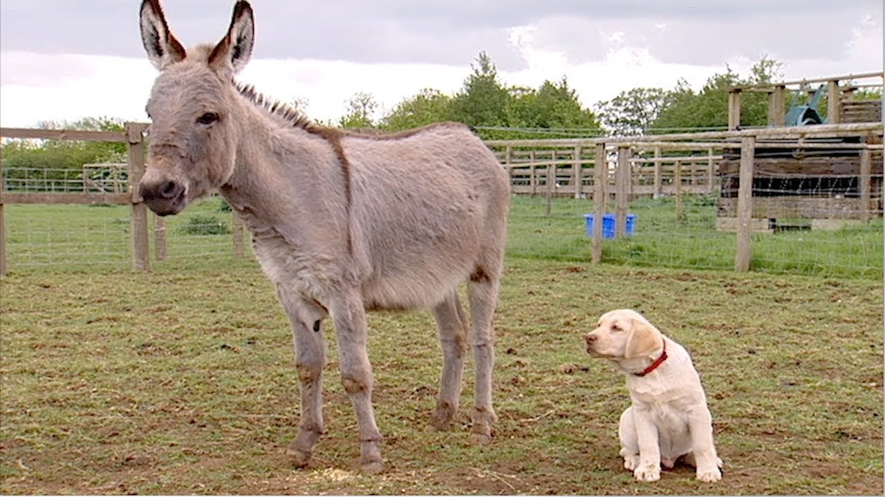 You Can't Teach a New Dog Old Tricks – Big Barn Farm FULL EPISODE on ZeeKay Junior