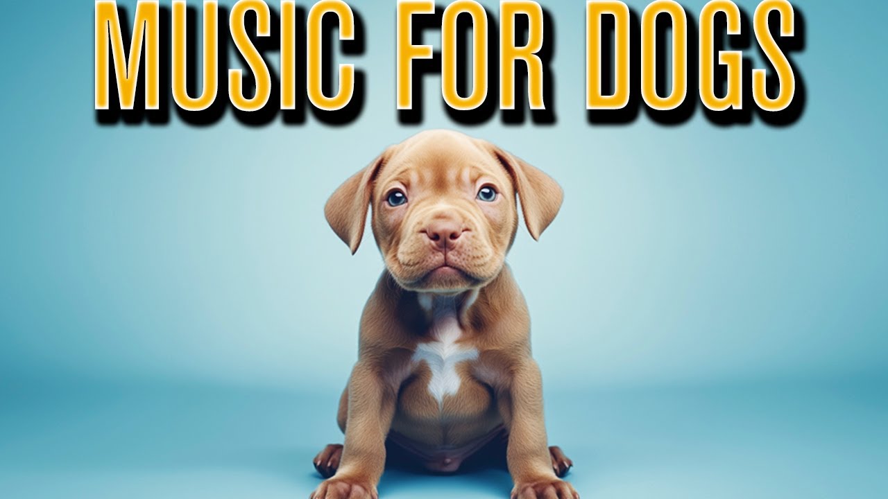 Dog Music for Calm Grooming Sessions &ndash; Make Bath Time Peaceful