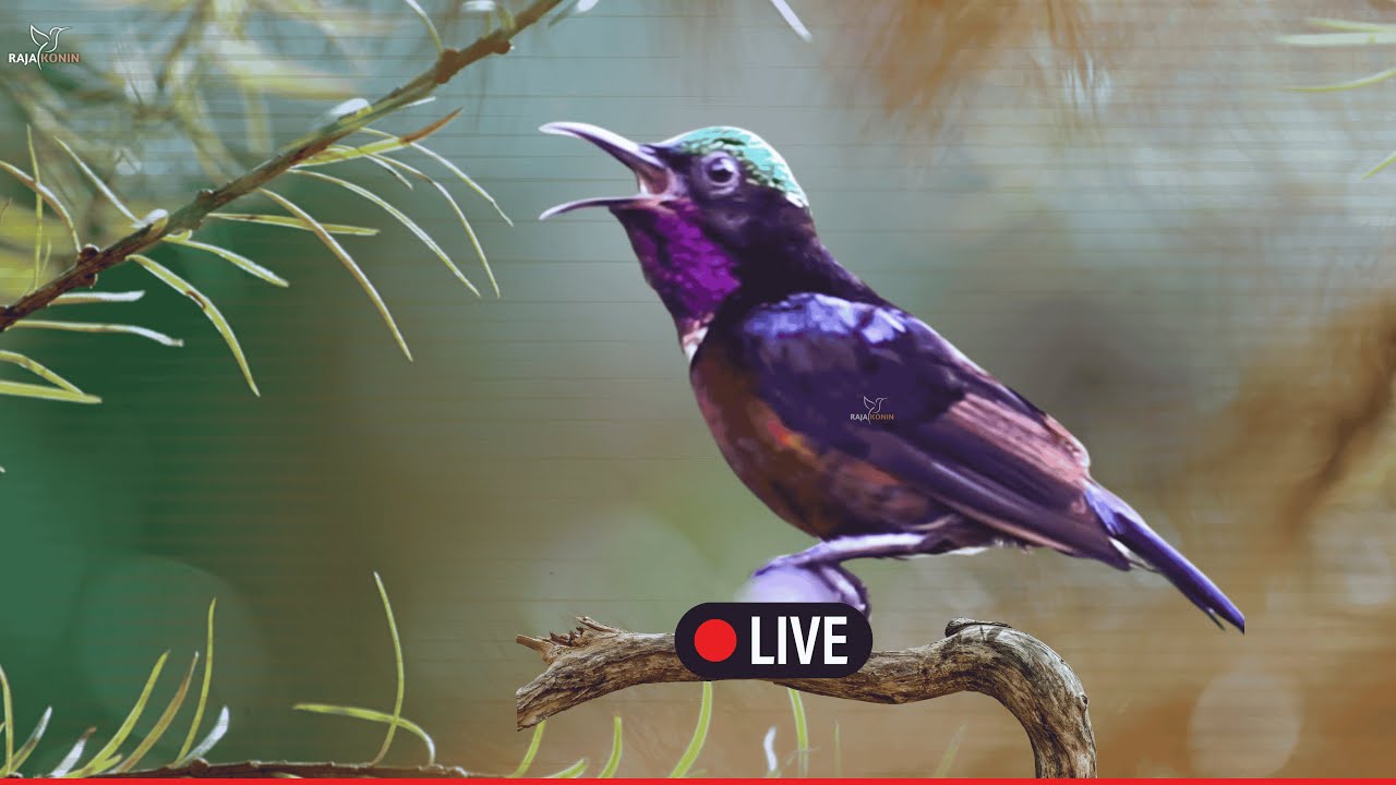 🛑Hummingbird Nature Sounds - Relaxing Bird Sounds for Sleeping Calming Birds Chirping Ambience ASMR