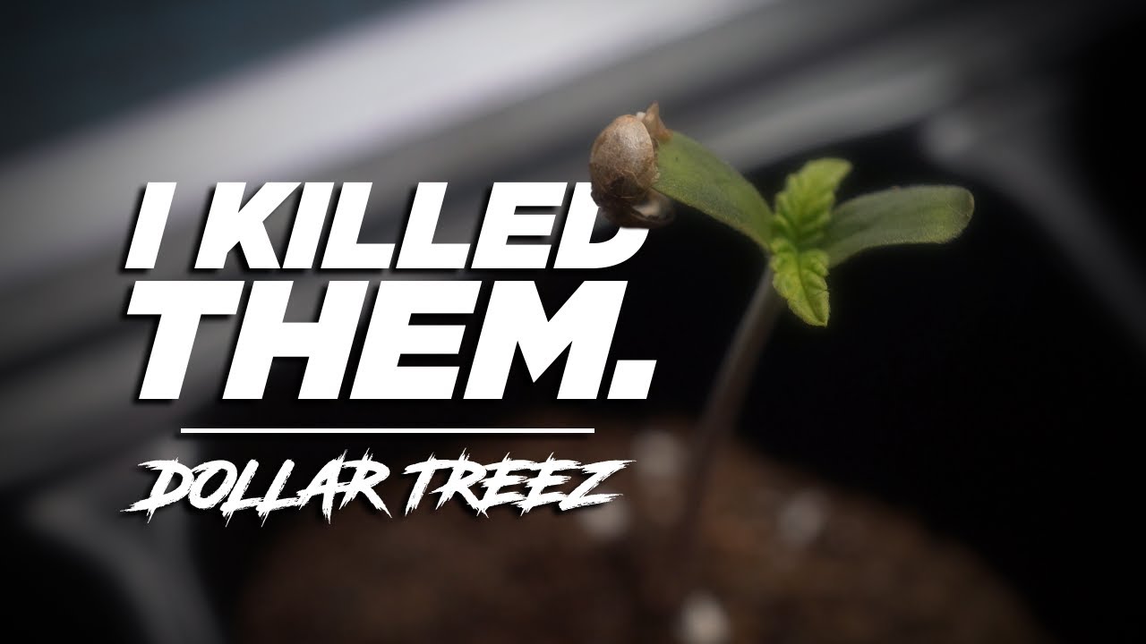 Learning From Mistakes | Seed to Harvest [Dollar Treez Ep1] (SF2000 EVO)