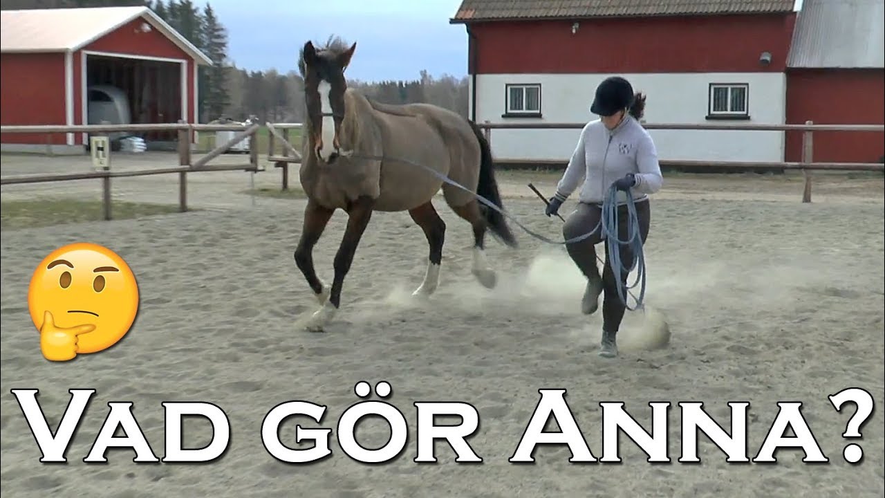 SÅ MENTALTRÄNAR VI HÄSTARNA JUST NU ♥ Horsemanship