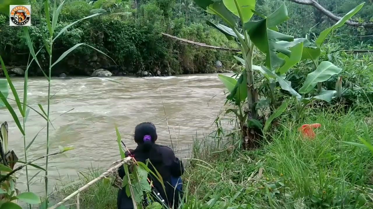 Ampun deh ikan nya sih gede2 tapi syang 1000 × Syang Ga bisa di pancing
