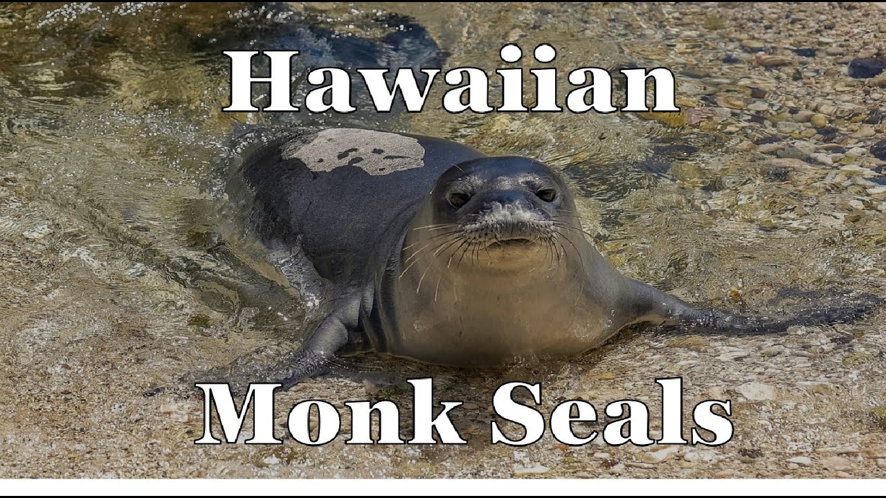 Hawaiian Monk Seals