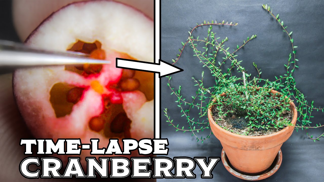 210 Days Growing Cranberry Plant From Seed (Time-lapse)