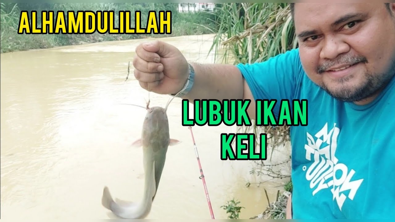 (EP:100)MEMANCING STRIKE IKAN KELI SUNGAI MAMBAU