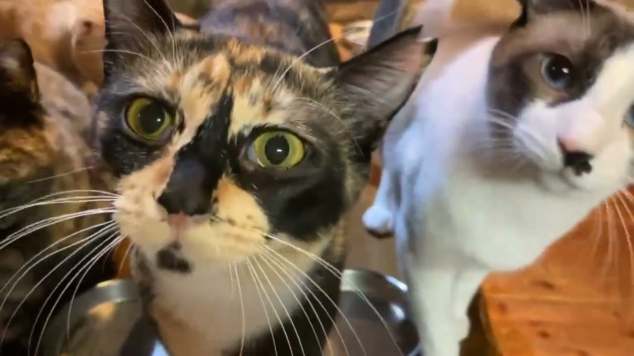 島はもう春の終わりです 猫達はみんないい子ちゃんしてます