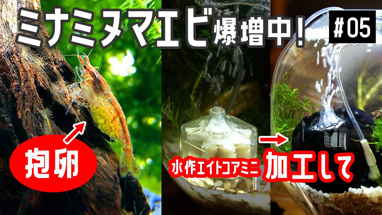 【ボトルアクアリウム 05】ミナミヌマエビの抱卵と隔離＆水作エイトコアミニの稚エビ混入を阻止！