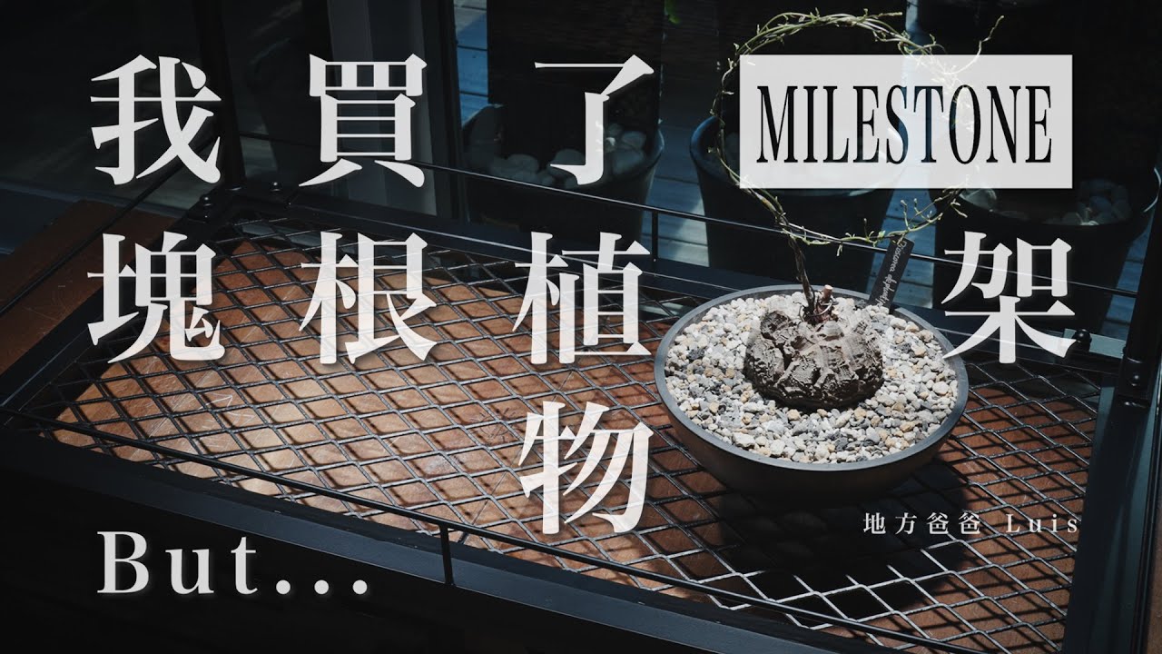 我買了一個塊根植物架，但是...| 塊根植物架 | 冬型塊根 | 夏型塊根 | 室內種植 | MILESTONE | 鹿角蕨 | indoor planting |