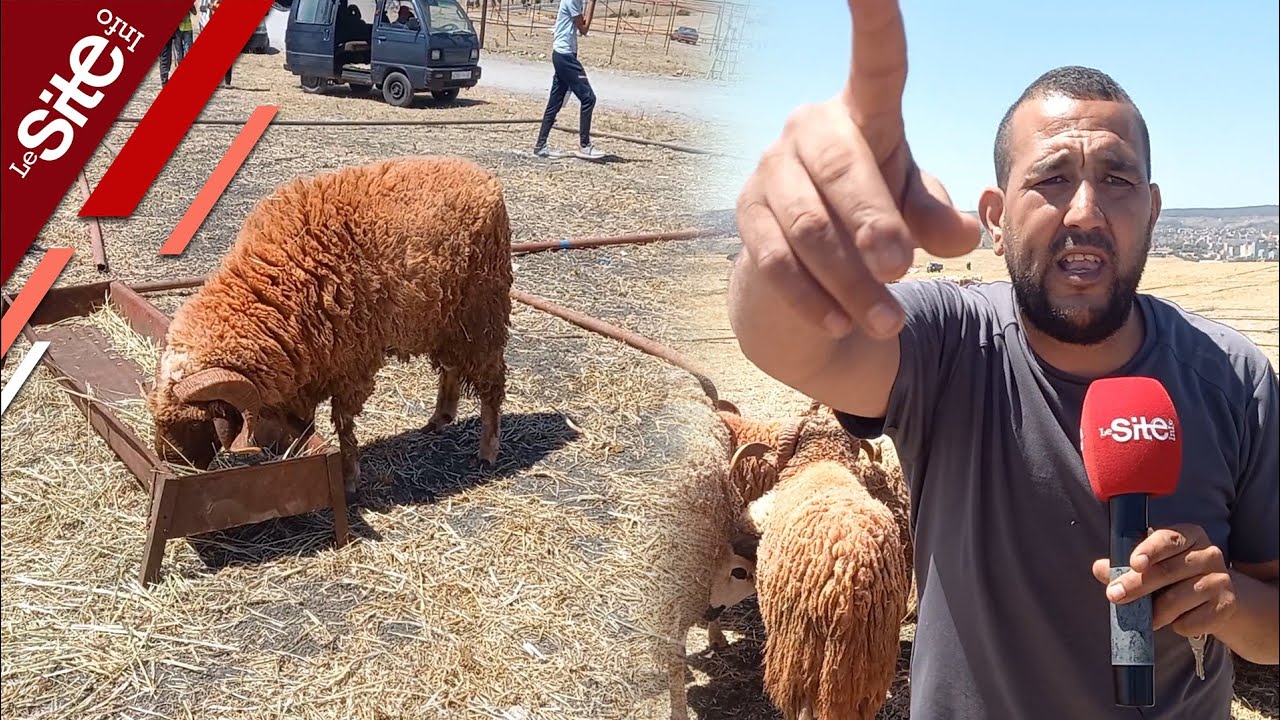 سوق الحرارين للماشية بطنجة.. كساب: كاين الغلاء هاد العام و بعت حولي ب 13000 درهم