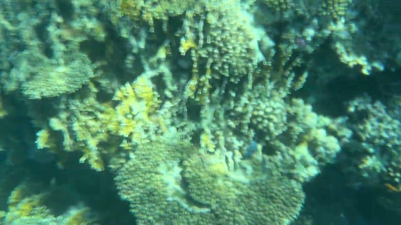 Mercan resifler Mısır #travel #hurgada #coralreef 