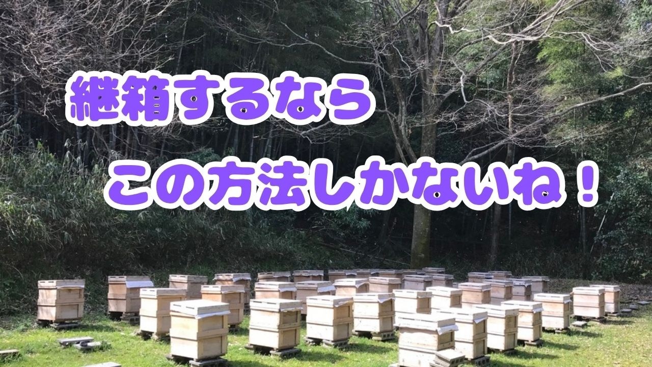 2群とも継箱にしました#セイヨウミツバチ#西洋蜜蜂 #養蜂
