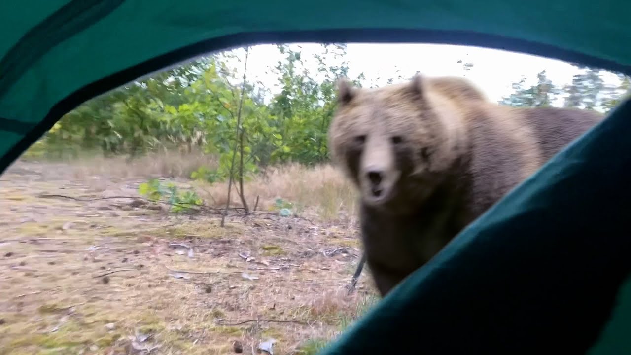 Медведь напал на меня в моей палатке