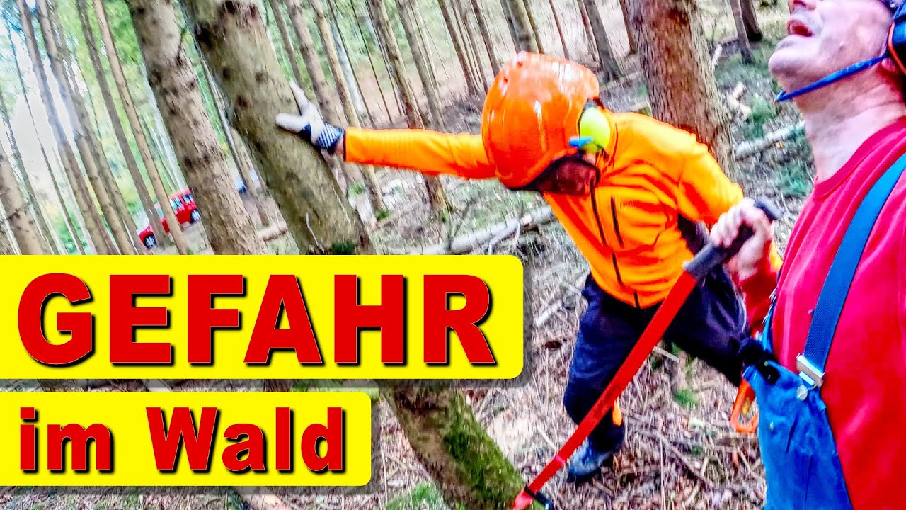 Bäume fällen für die Zukunft