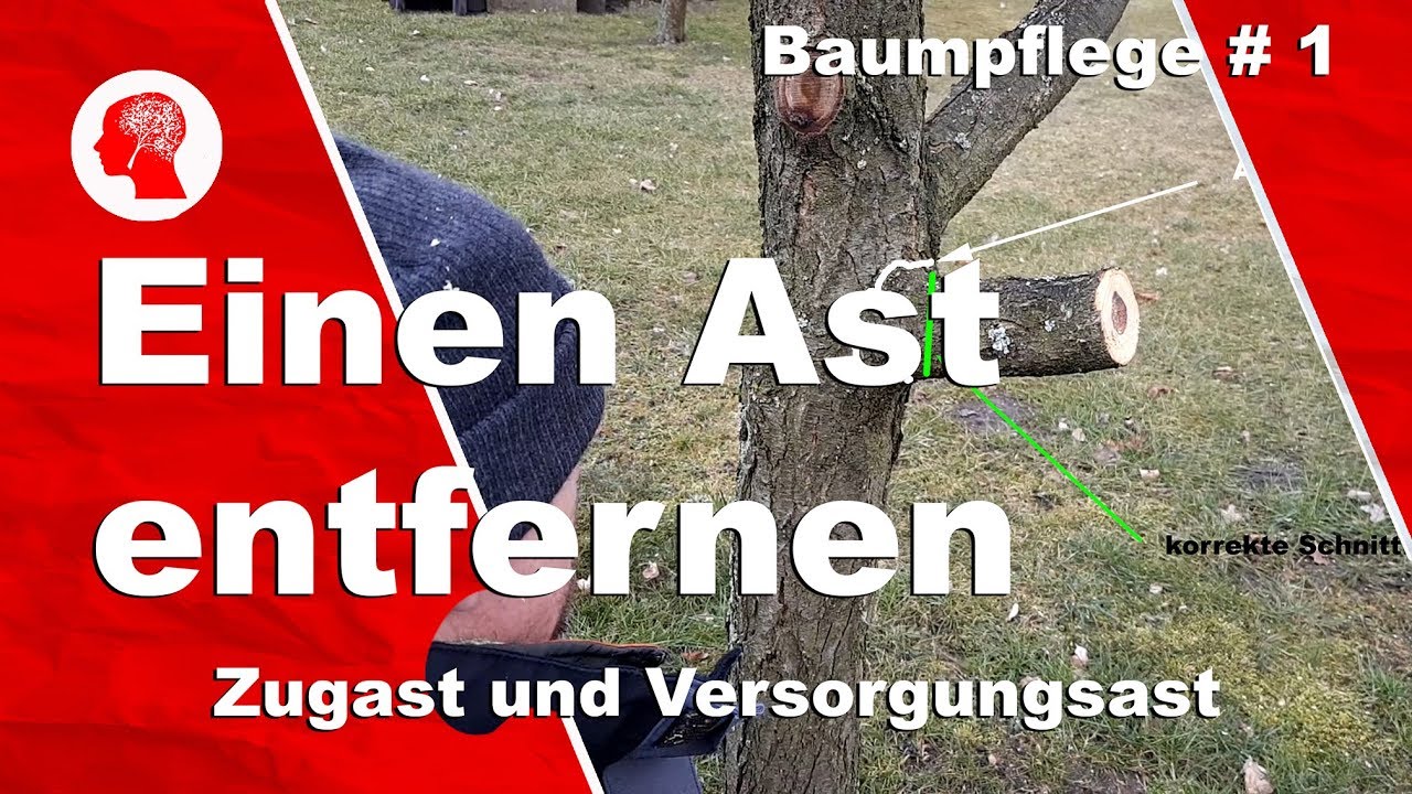 Große Äste richtig absägen