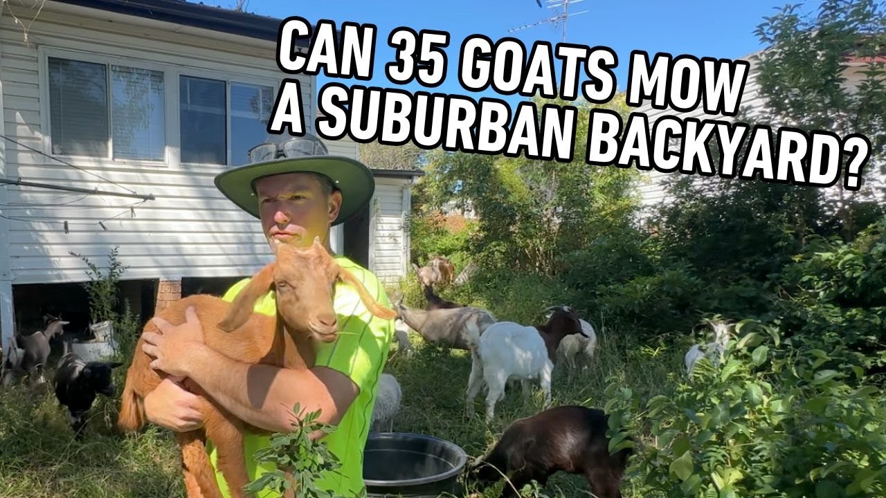 35 Goats VS Backyard that hasn't been touched in 5 YEARS!
