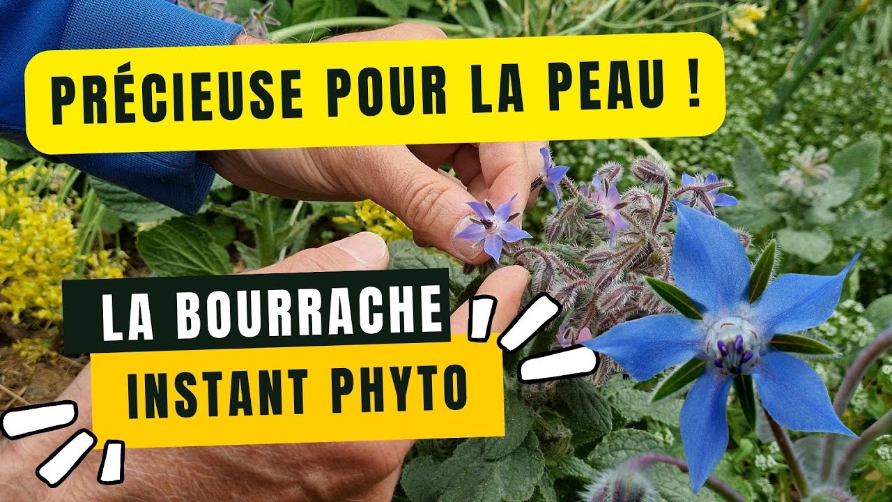 La bourrache, précieuse pour la peau mais pas seulement...