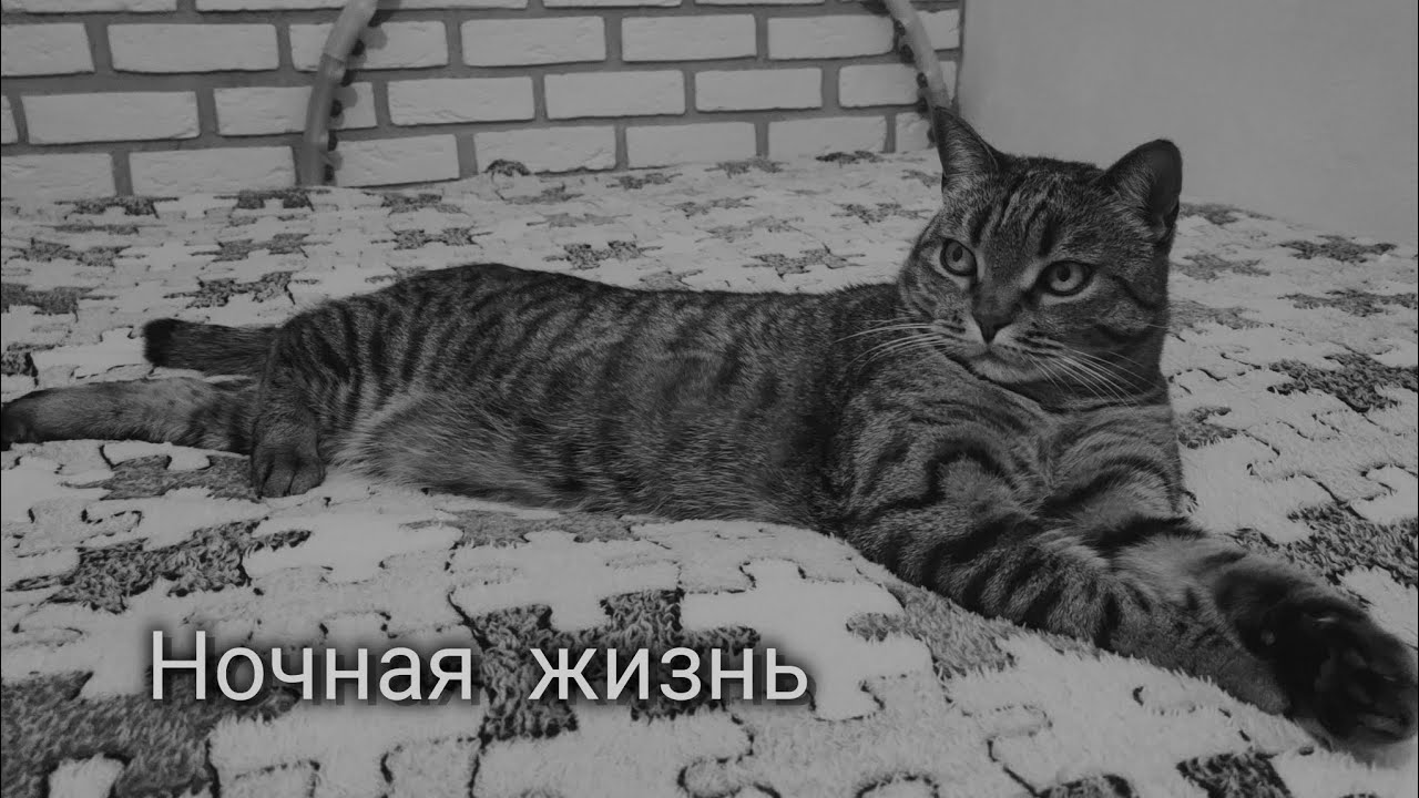 ночная жизнь КОТаСОВка CatOwl