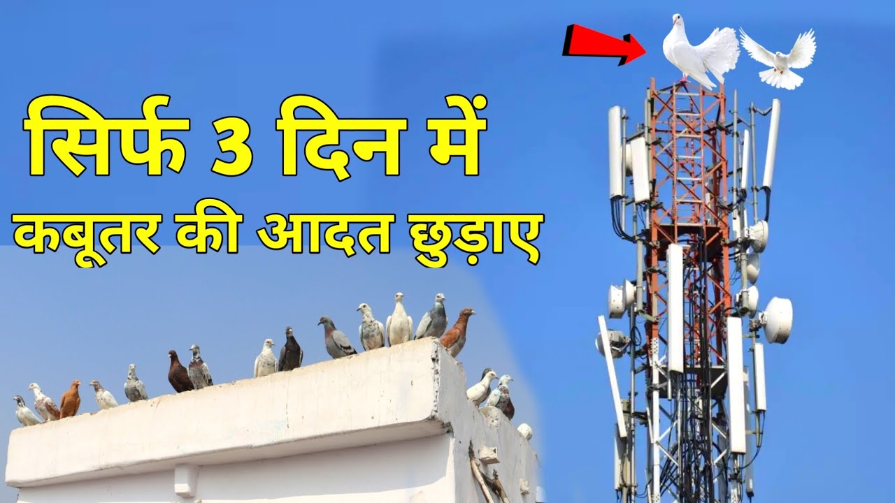कबूतर के टावर पर बैठने की आदत छुड़ाएं सिर्फ 3 दिन में 100%