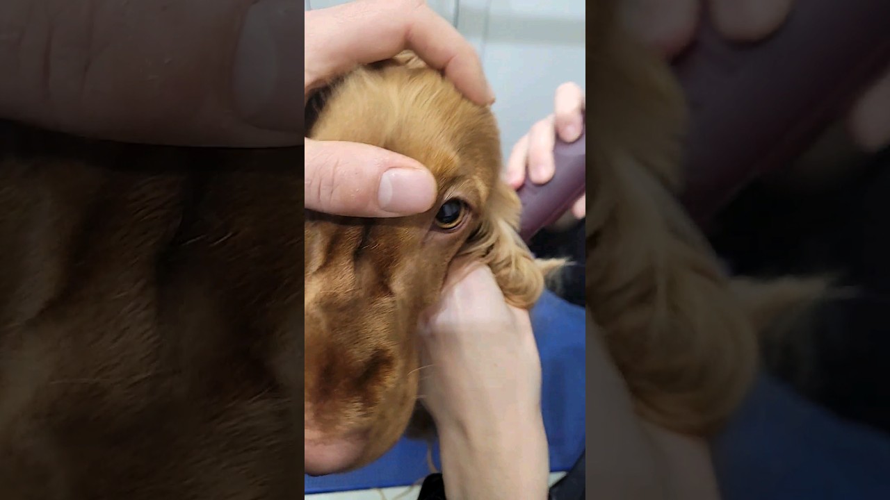 Kołtuny to ZŁO!!! Jeżeli kochasz swojego psa to dlaczego go kołtunisz? cocker spaniel angielski