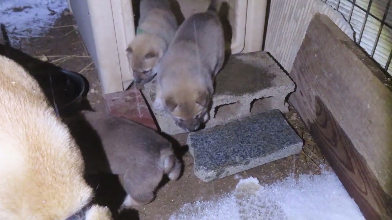 ついに外へ出た子犬