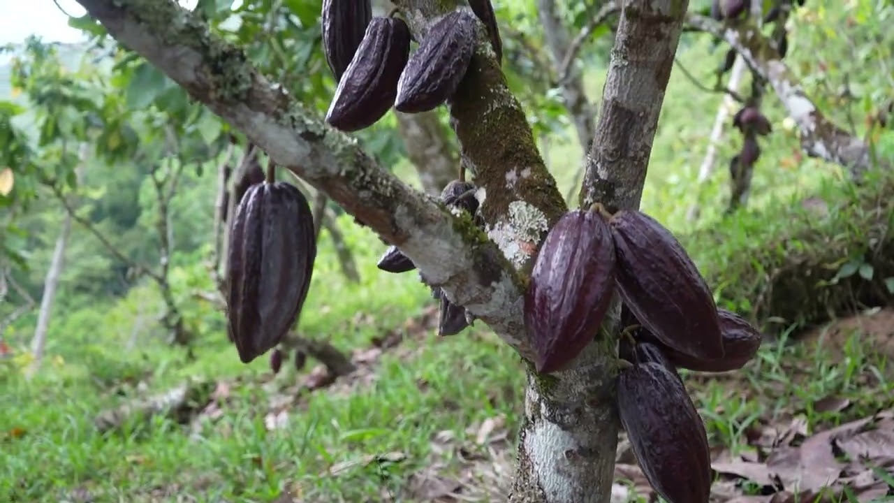 se vende finca en Santander