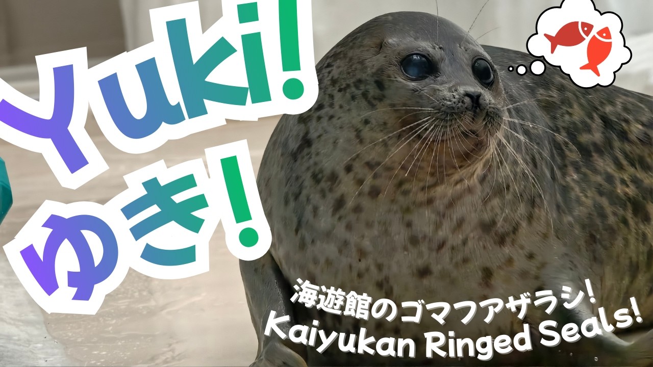 Osaka Aquarium Ringed Seals! Yuki, Arare, Moya! Snack Time, Enrichment, & Play! 海遊館アザラシのおやつ・遊び! 🦭💖🐟🦭