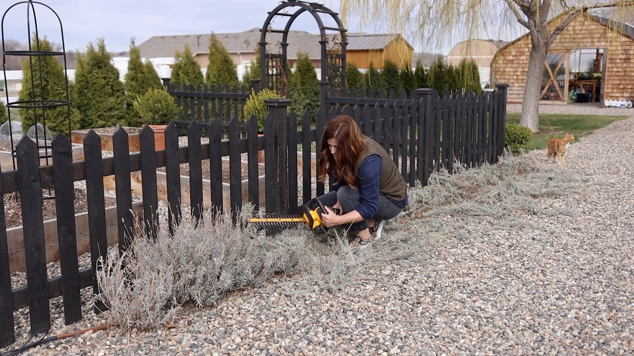 Cutting Back Lavender! 💜🌿// Garden Answer