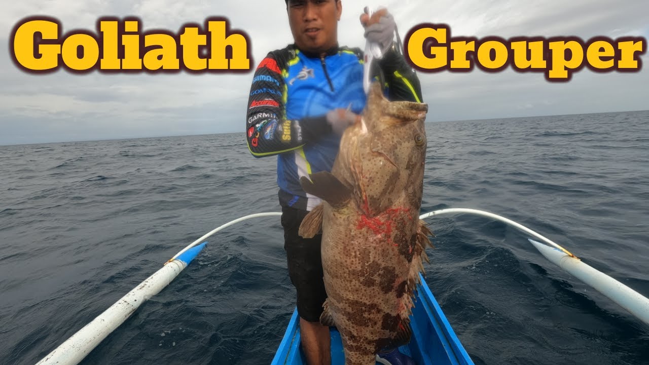 19kg Goliath Grouper On Vertical Jigging || Major Craft NP Jack JS