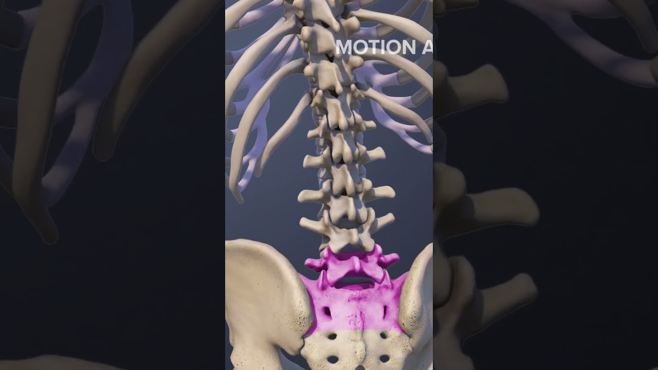 Functions of the L5-S1 Spinal Motion Segment