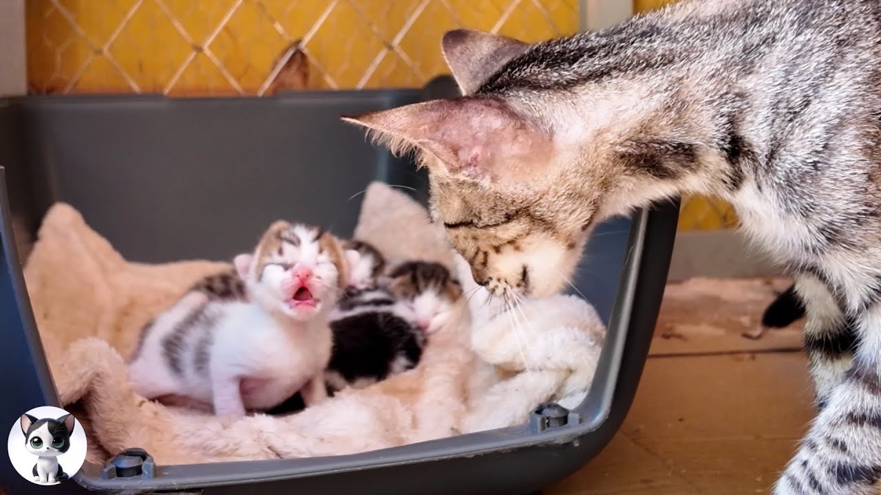 Котенок громко мяукает и просит у мамы молока