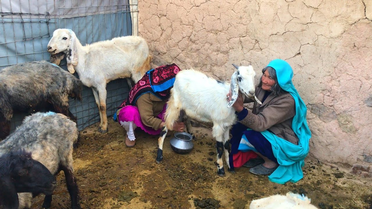 Village life #Daily life in the village| Milking    sheep