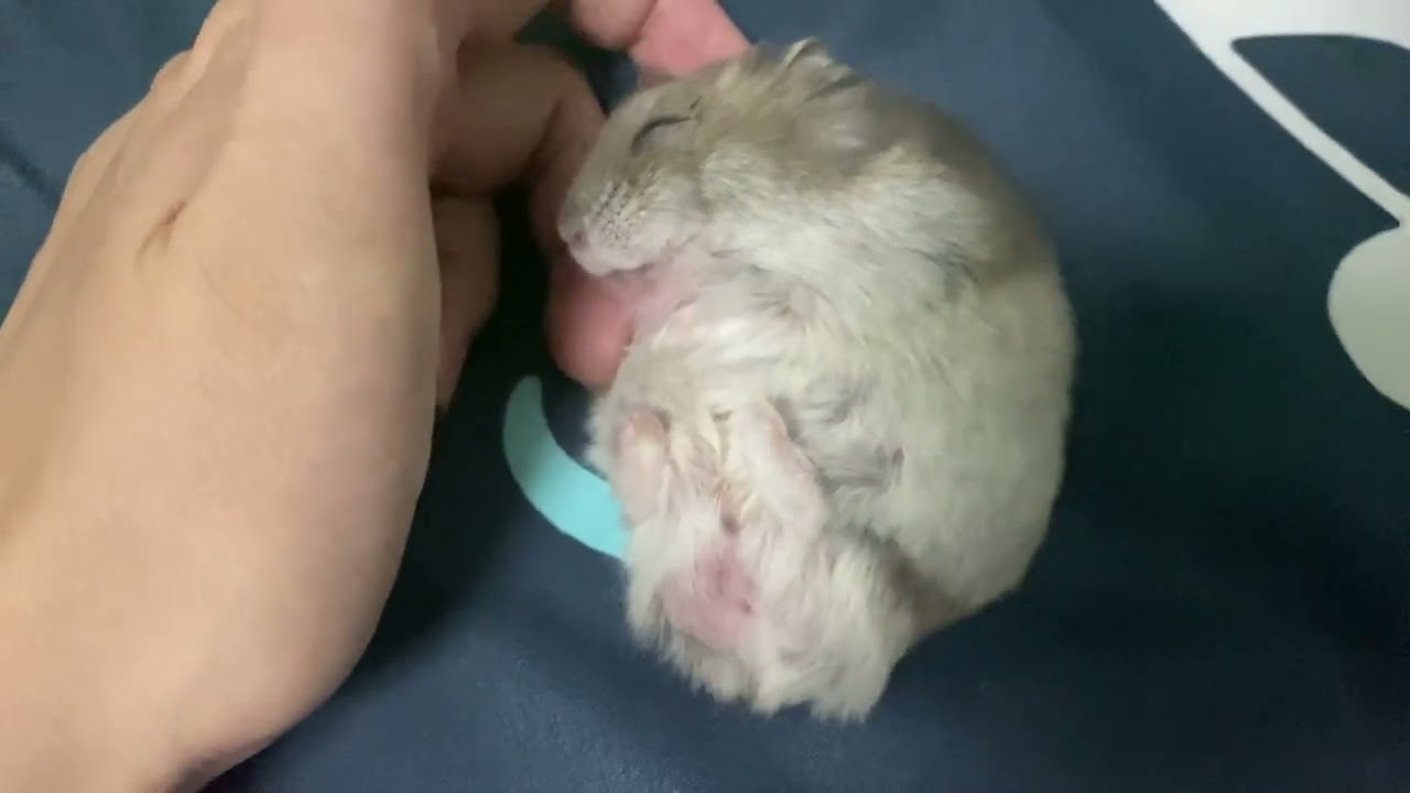 dwarf hamster sleeping
