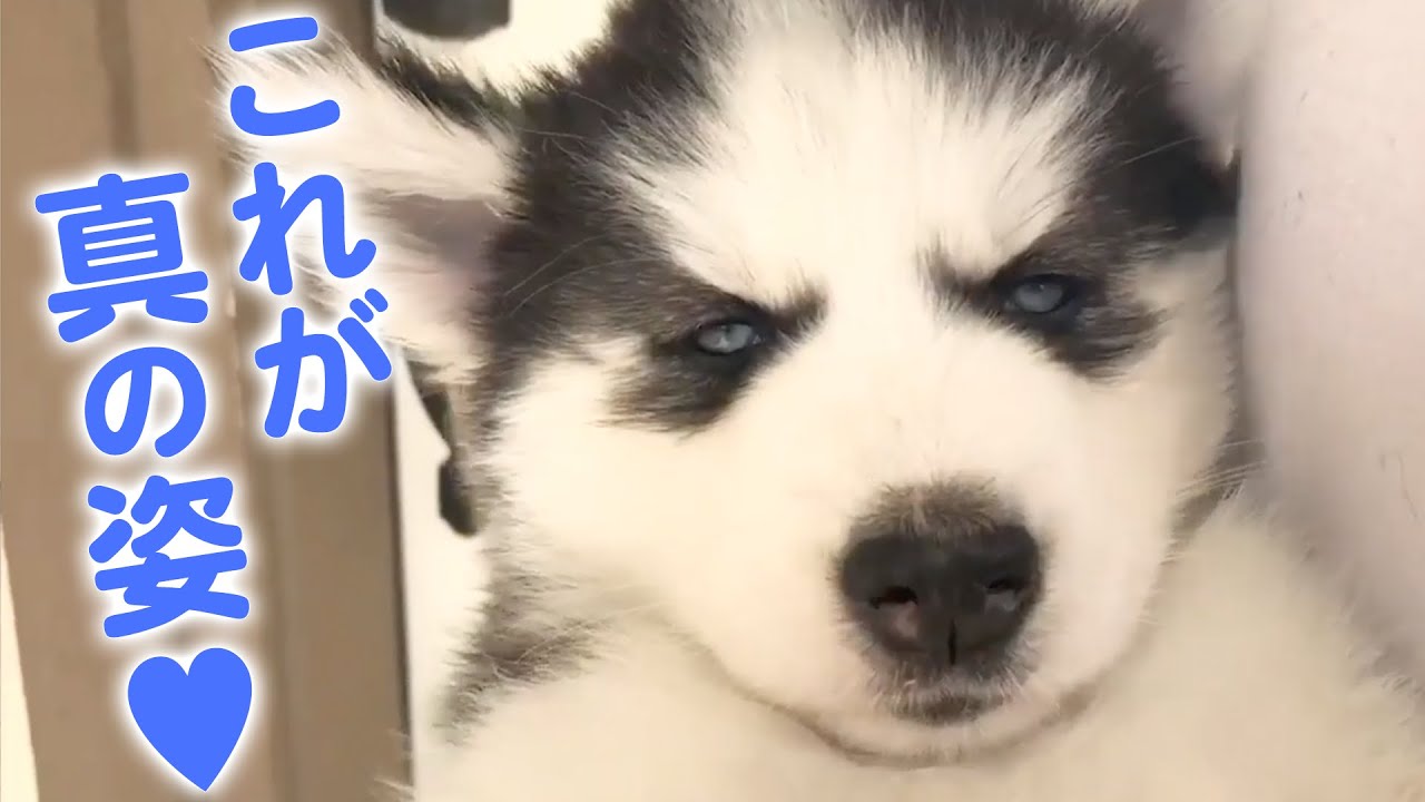 実はこんな性格です！ ハスキー犬の可愛すぎる素顔…♥【PECO】