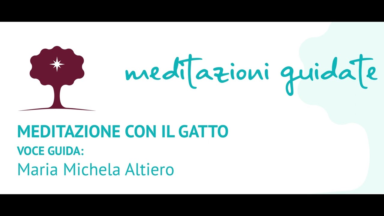 Meditazione con il gatto