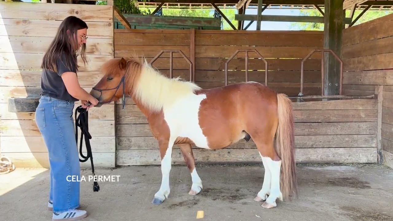 Estimation du poids de votre cheval