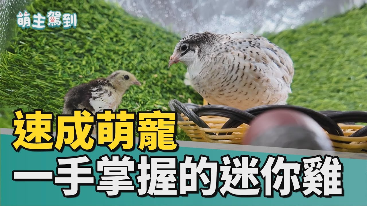 萌主駕到｜速成萌寵 一手掌握的迷你雞