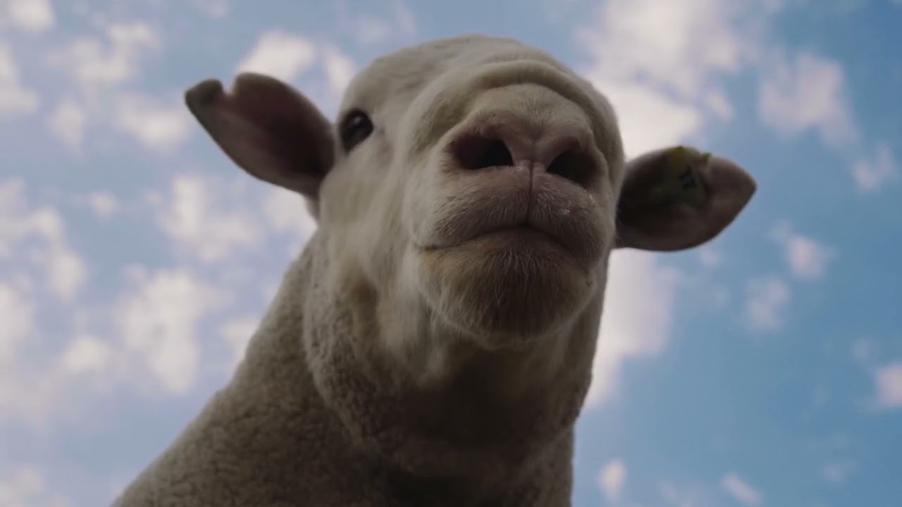 SA Record Dormer Ram 🐑