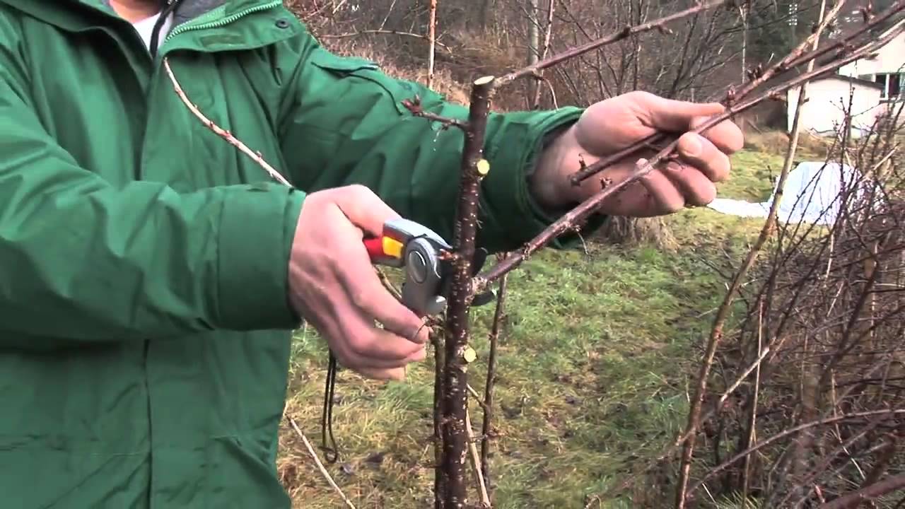Jostabeeren schneiden