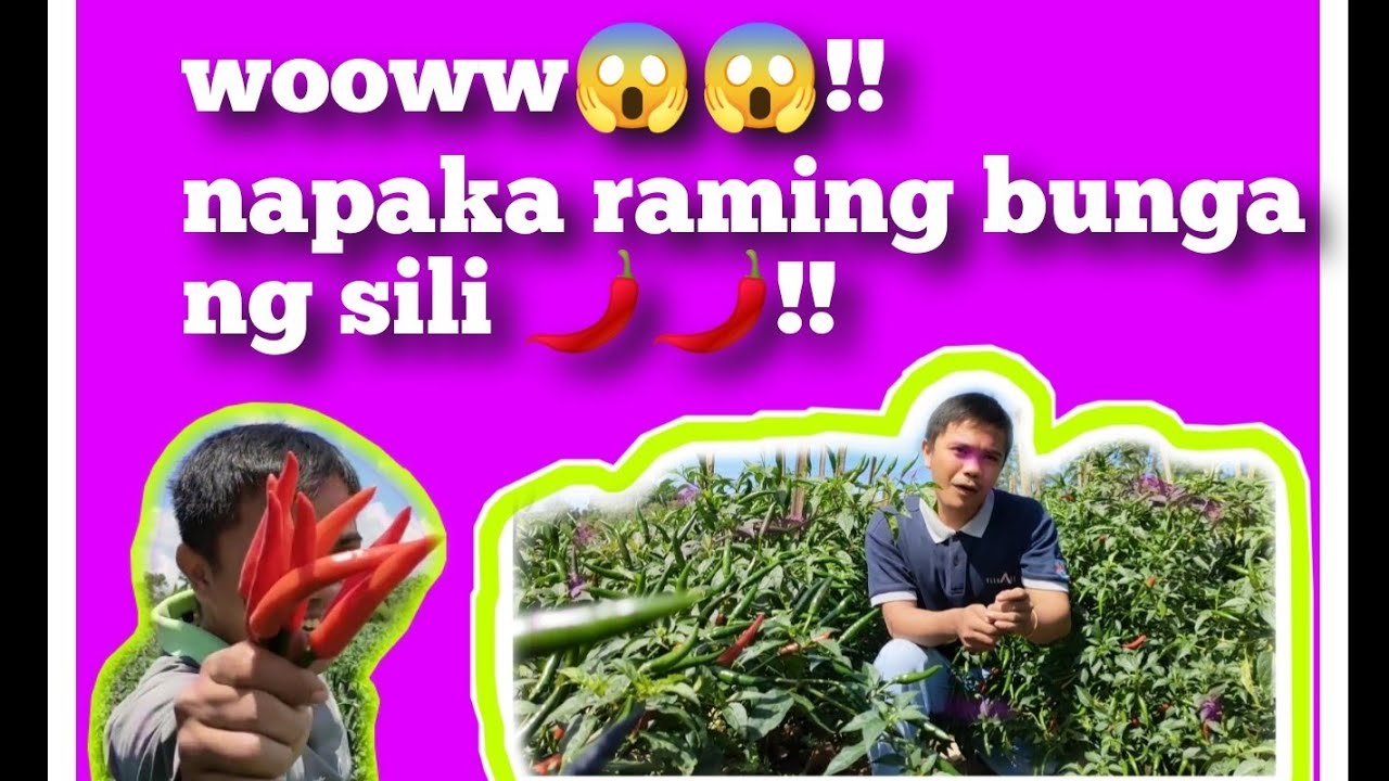 ANO NGA BA ANG MAGANDANG VARIETY NG SILING LABUYO🌶️??!! (SUPER HEAT F1!!!)🌶️🌶️