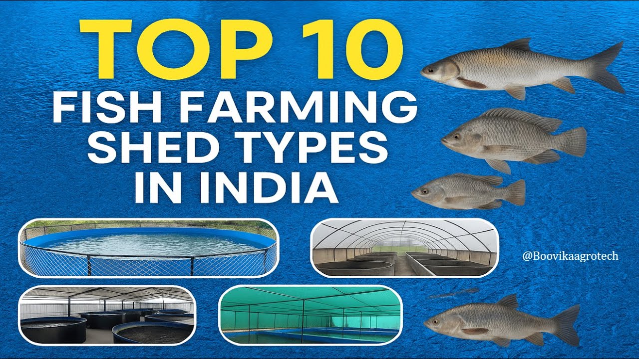 Top 10 Fish Farming Pond/Shed Types in India 🐟 | Biofloc, RAS, Ponds, & More! (Make Lakhs at Home!)