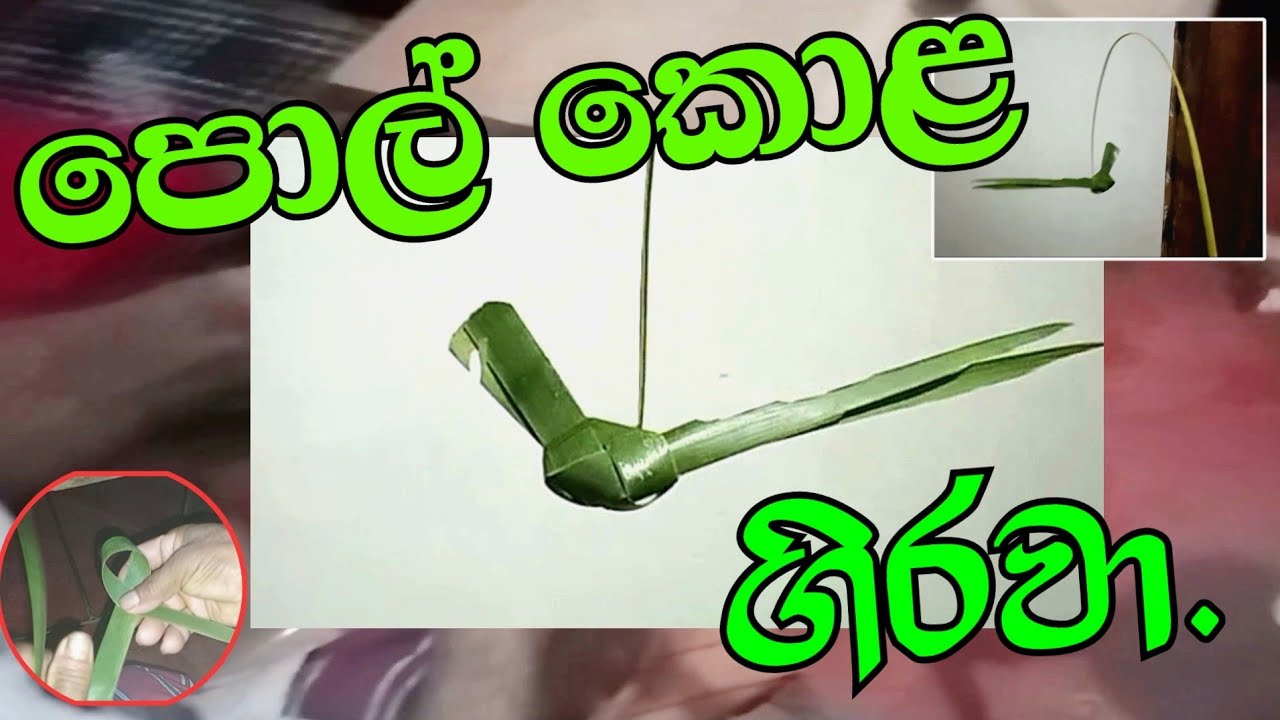 තාත්ත පොල් කොළ වලින් ගිරවෙක් හදල දුන්නා | Dad made a parrot out of coconut leaves. #Parrot #SriLanka
